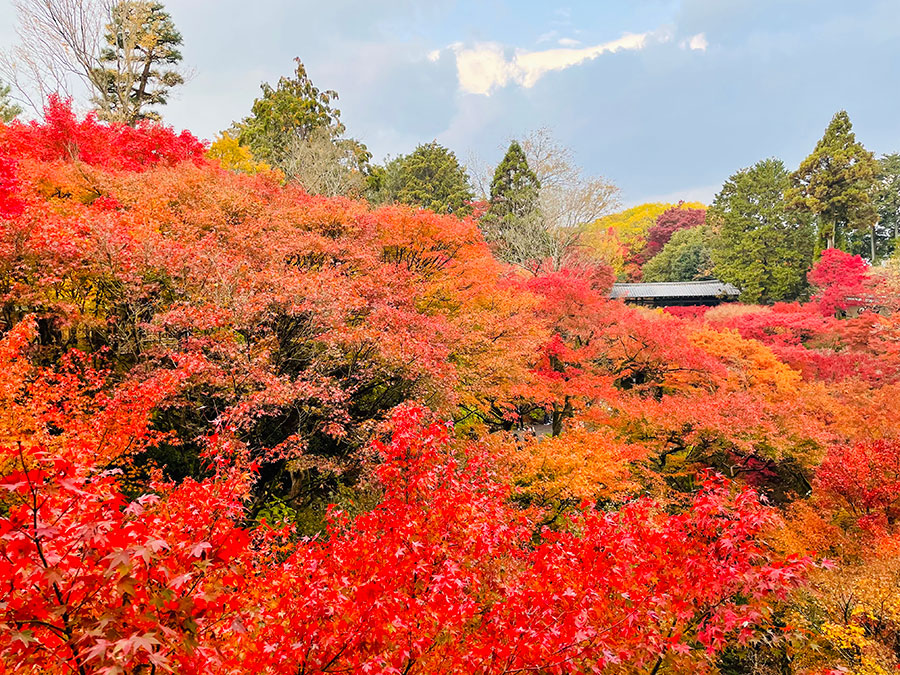 色づく11月下旬の東福寺